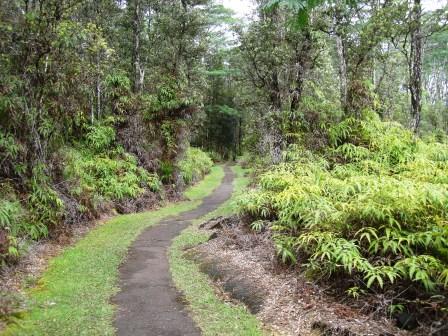 Lava tree park path Puna
